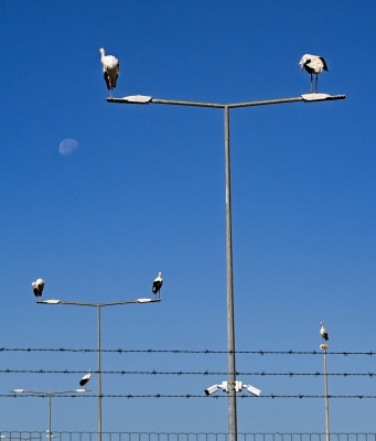 Lamp Post Storks